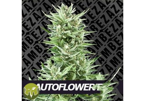 Zambeza Seeds Rude Bud AUTO