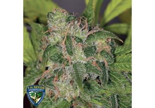 T H Seeds Zero Gravity