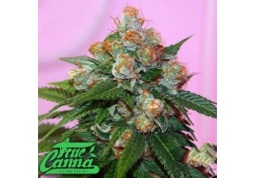 True Canna Genetics Truzilla