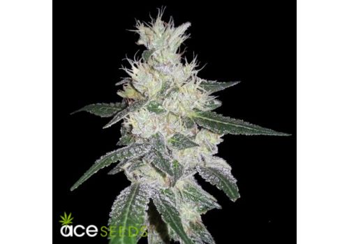 ACE Seeds Bangi Congo x Panama