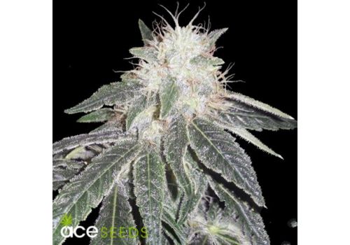 ACE Seeds Black Domina 98 x ErdPurt