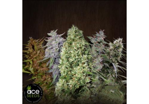 ACE Seeds Ace Mix