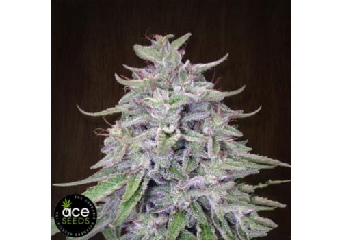 ACE Seeds Bangi Haze