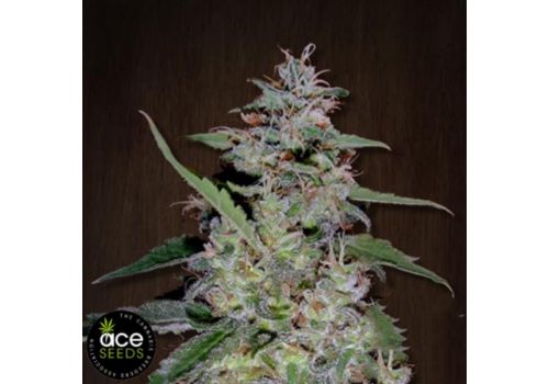 ACE Seeds China Yunnan