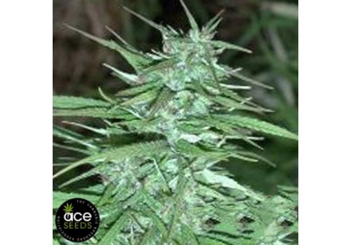ACE Seeds Double Thai
