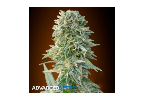 Advanced Seeds AUTO Amnesia
