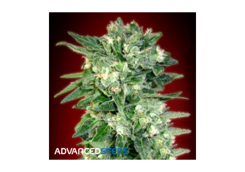 Advanced Seeds AUTO Heavy Bud