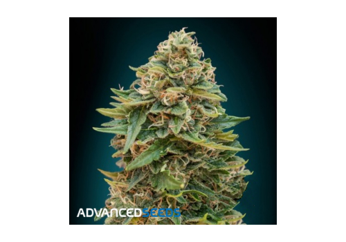 Advanced Seeds AUTO Purple Diesel