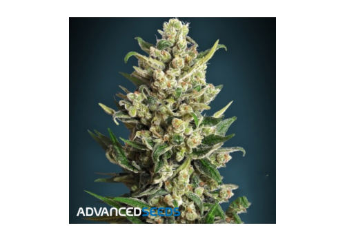 Advanced Seeds Critical