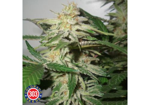 303 Seeds Apex Kush