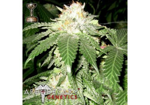 Apothecary Genetics Seeds 98 Bubba Kush