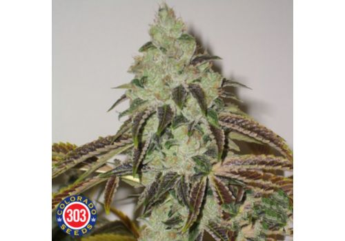 303 Seeds Aspen OG