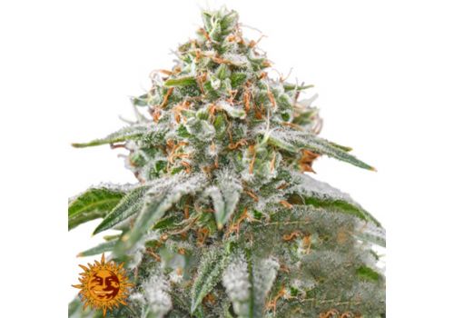Barneys Farm Seeds Pink Kush