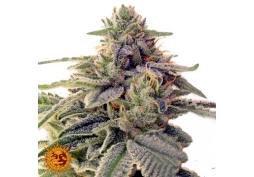 Barneys Farm Seeds Shiskaberry