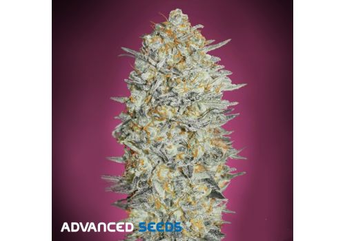 Advanced Seeds AUTO Gelato #33