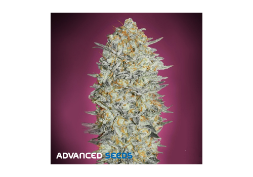 Advanced Seeds AUTO Strawberry Gum