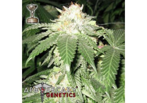 Apothecary Genetics Seeds Bubba Berry