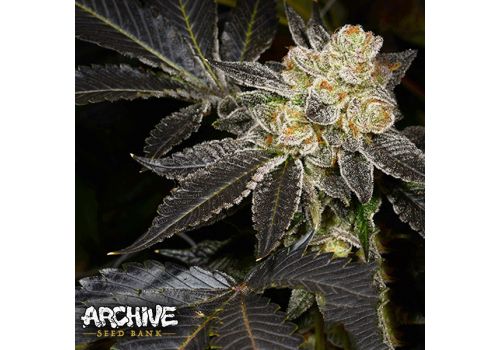 Archive Seeds Biohazard