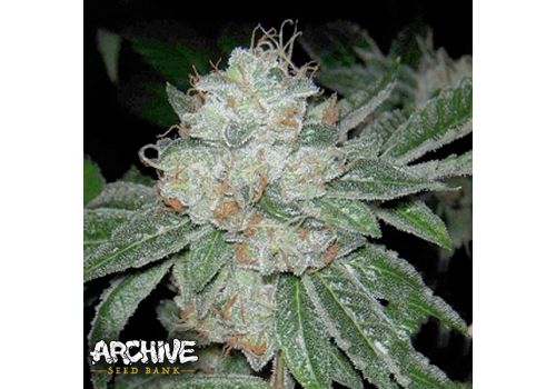 Archive Seeds Casper OG