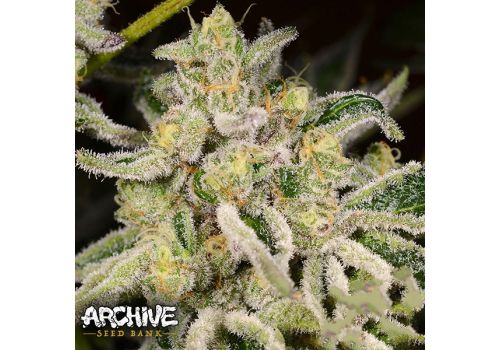 Archive Seeds Citrus Rush