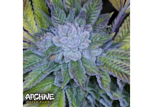 Archive Seeds Cluster Bomb