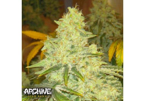 Archive Seeds Code Blue