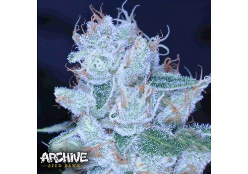 Archive Seeds Designer OG