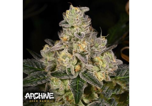 Archive Seeds Dosi-Cake
