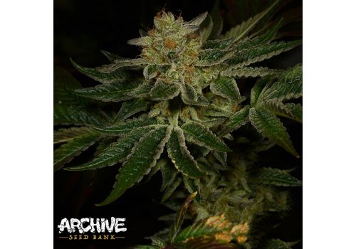 Archive Seeds DosiFace