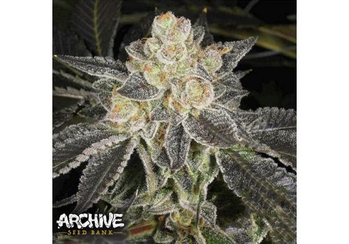 Archive Seeds Dosidos #22 F2