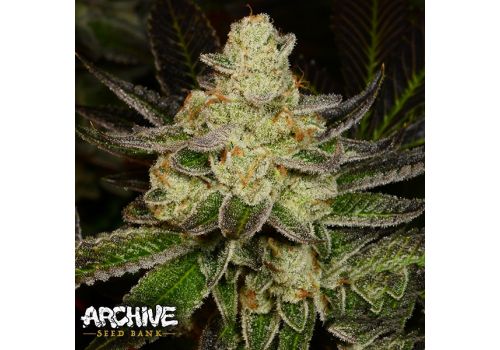 Archive Seeds Dough-Lato