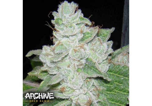 Archive Seeds Face Off OG BX2