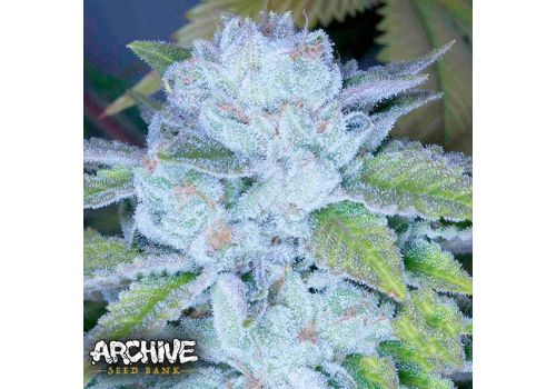 Archive Seeds Face On Fire