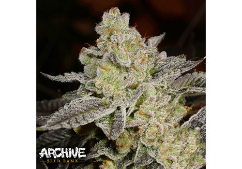 Archive Seeds Fauxsido