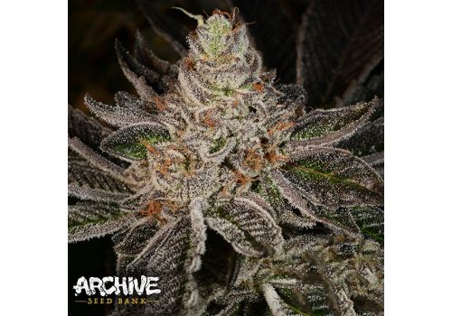 Archive Seeds Flavour Pack