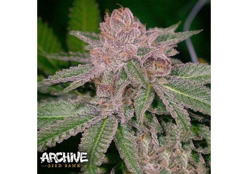 Archive Seeds Grape Smuggler
