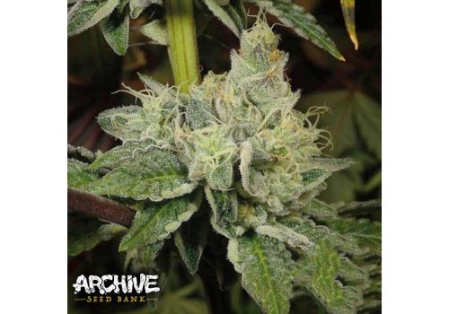 Archive Seeds Island Girl