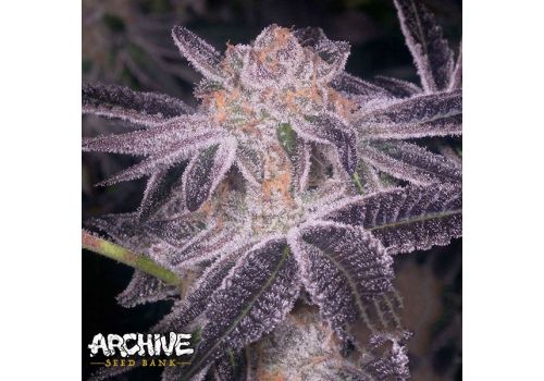 Archive Seeds Junior Mints