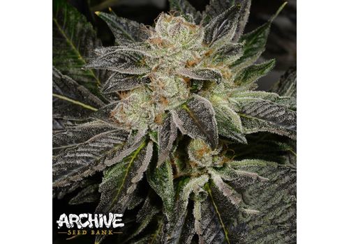 Archive Seeds King's Stash