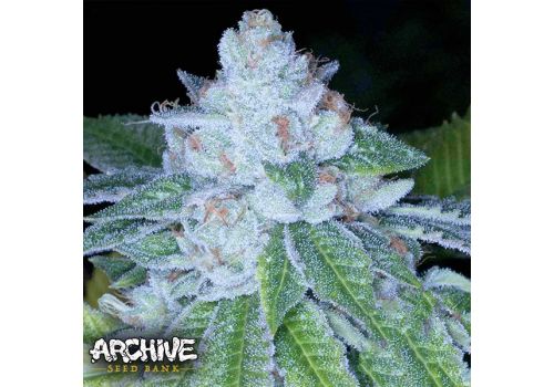 Archive Seeds KirkWood OG
