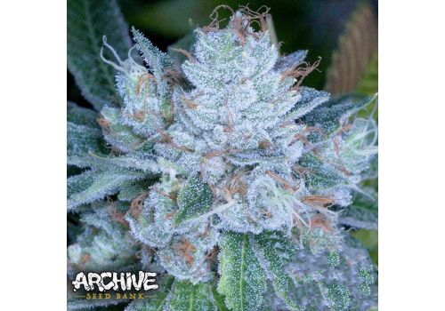 Archive Seeds Larry Faced
