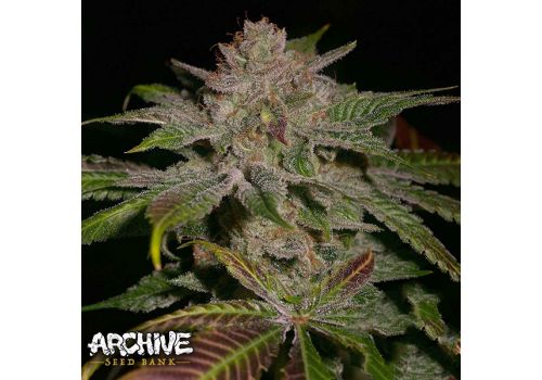 Archive Seeds Lemon Heads