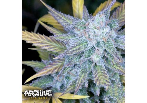 Archive Seeds Lemon Amnesia