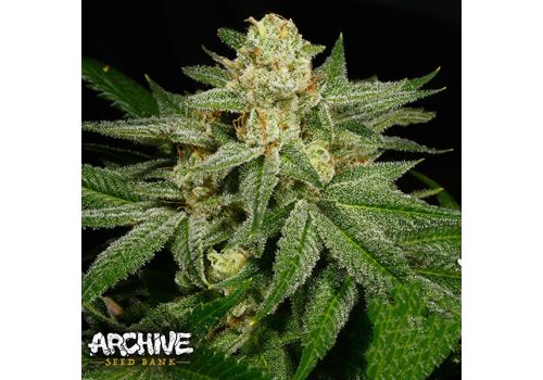 Archive Seeds Lost Cause