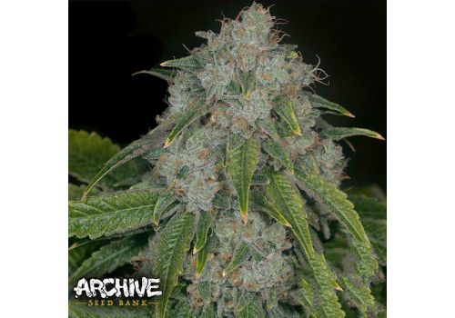 Archive Seeds Louis Faced