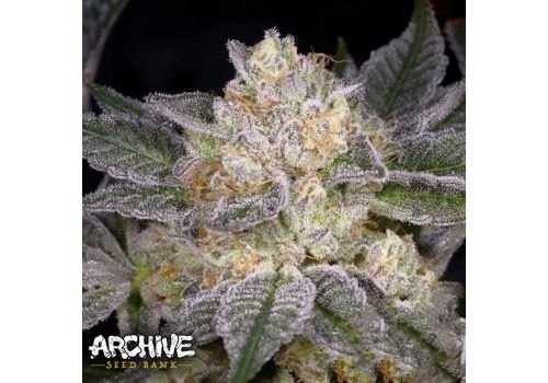 Archive Seeds Moon Boots