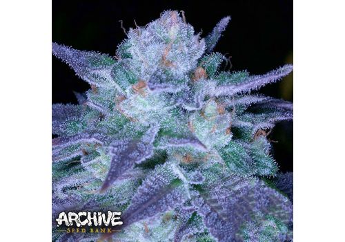 Archive Seeds Over Flo