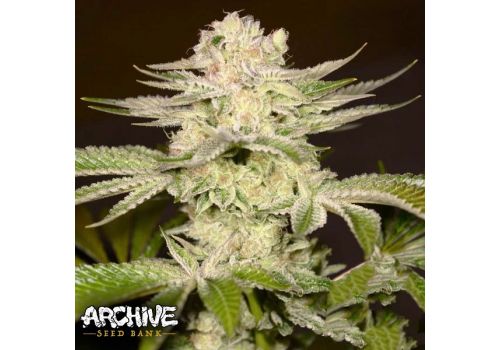 Archive Seeds PetroChem