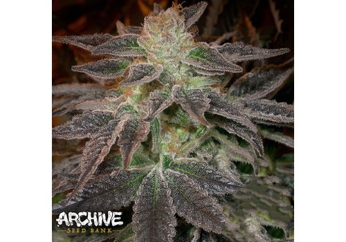 Archive Seeds Pie Face