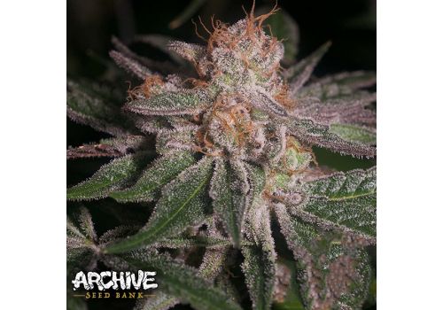 Archive Seeds Polynesian Thin Mints